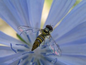 Hoverfly on chicory