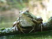 Frog (15).JPG
