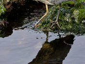 Heron Hunting