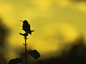 Sunset Hummingbird