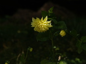 Yellow Flower