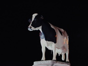 Springbank Snow Countess