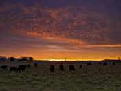 Sunrise Cattle