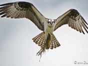 Rewards from the River