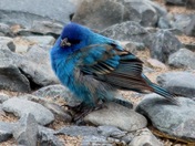 Indigo Bunting