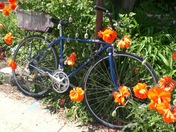 Bike & Poppies
