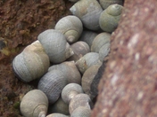 Periwinkles
