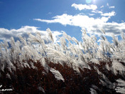 white light on grass