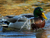 Like Water from a Duck's Back