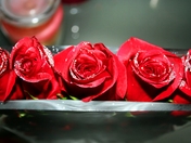 Red Roses in a Row
