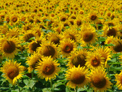 A sea of sunshine.jpg