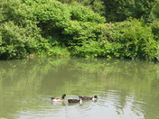 KingsbraeGardensDucks.jpg