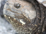 turtle_up_close.jpg
