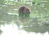 Beaverinpuddle.jpg