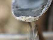 collecting maple syrup