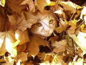 Cat in Leaves