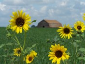 Springtime in Rockglen