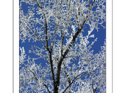 Hoar Frost
