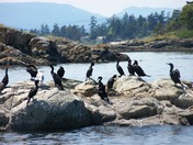 Cormorants and gull near Sydney 