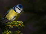 blue tit