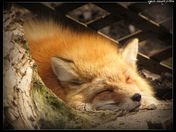 sleeping fox.jpg