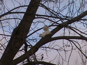 White Squirrel