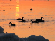 Ducks at dusk.