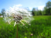 Last of the Dandelion