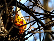 Caught in fall's grasp