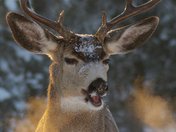 Fire breathing muledeer