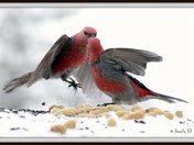 Grosbeak food fight