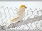 Albino Grosbeak ???