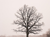 Assiniboine Park landscape in winter, Winnipeg, Manitoba.