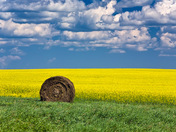 Photo of hay bail and canola field, western Manitoba.