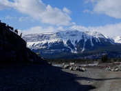 Jasper Alberta Wildlife