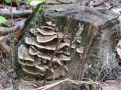 Fungus