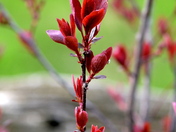 Spring bud
