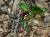spring in Algonquin Park
