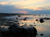 Mussel Picking in the Hudson Bay