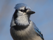 Blue Jay