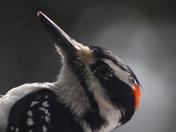 Hairy Woodpecker.JPG