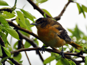 2011 05 15_5191_oriole.jpg