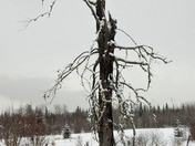 Halloween tree in winter