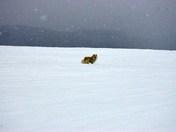 dog walk in snowstorm