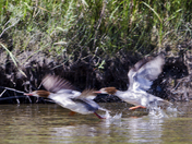 Common Merganser 120.jpg