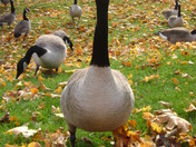 Curious Goose