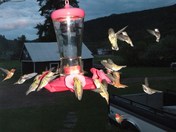 hummingbird,,lots of them