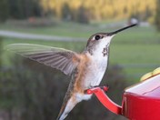 hummingbird