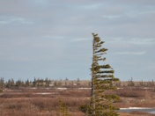 Tundra tree