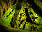 Tree branches giving life to Ferns